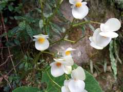 Begonia multistaminea