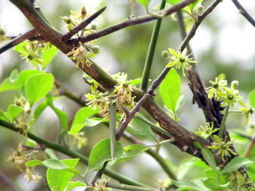 simple-thorned greenthorn