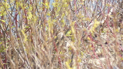 Vireonidae