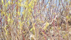 Vireonidae