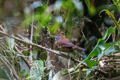 Thamnophilus unicolor