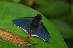 Pyrrhopyge phidias