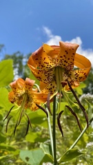 Lilium michauxii