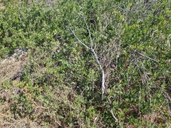 Searsia laevigata laevigata