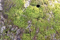 Pterigynandrum filiforme