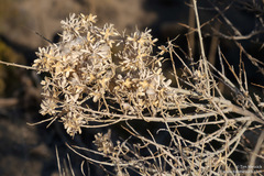 Tetradymia tetrameres