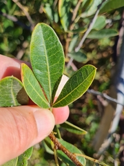 Searsia laevigata laevigata