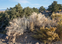 Tetradymia tetrameres