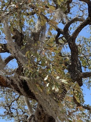 Quercus polymorpha