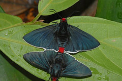 Pyrrhopyge phidias