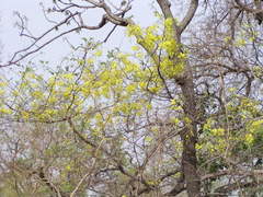 Pterocarpus erinaceus