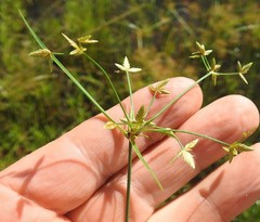 Cyperus sphaerospermus