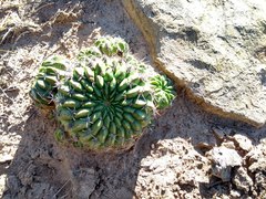 Lobivia cinnabarina