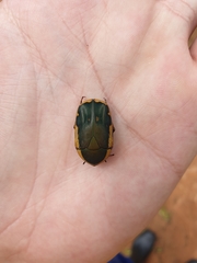 Pachnodella impressa