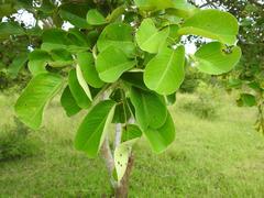 Pterocarpus rotundifolius