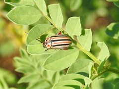 Disonycha punctigera