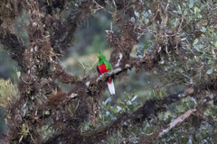 Pharomachrus antisianus