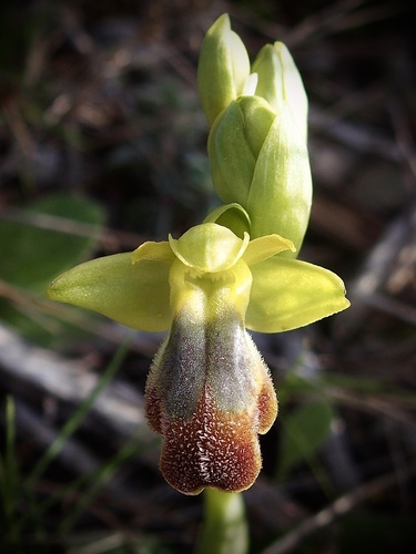 Sombre Bee-orchid