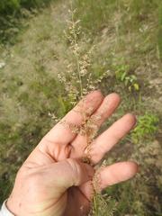 Eragrostis gummiflua
