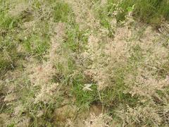 Eragrostis gummiflua