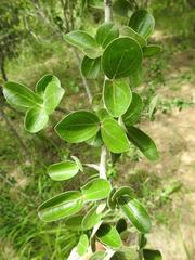 Strychnos madagascariensis