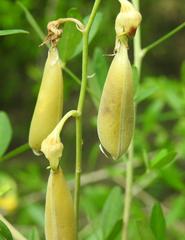 Crotalaria monteiroi