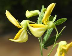 Crotalaria monteiroi