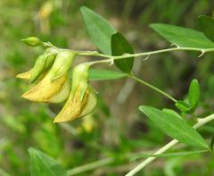 Crotalaria monteiroi