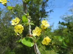 Sphedamnocarpus pruriens pruriens