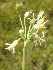 Tulbaghia leucantha