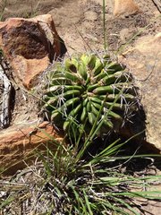 Lobivia cinnabarina