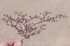 Eriogonum deflexum deflexum