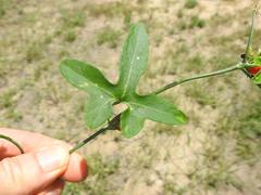 Corallocarpus bainesii