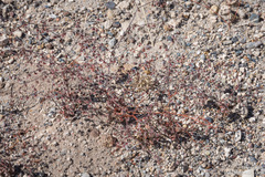 Eriogonum deflexum deflexum