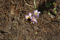 Bombus