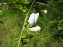 Crotalaria burkeana