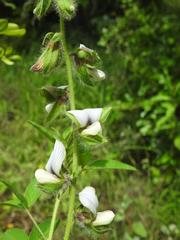 Crotalaria burkeana
