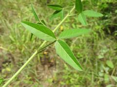 Crotalaria burkeana