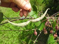 Pergularia daemia daemia