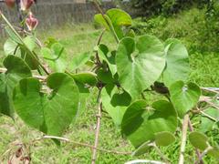 Pergularia daemia daemia