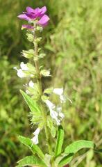 Syncolostemon bracteosus