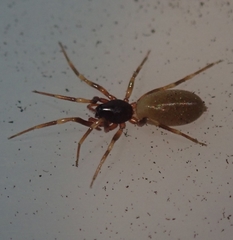 Harpactea hombergi