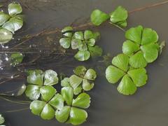 Marsilea ephippiocarpa