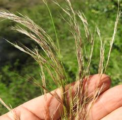 Aristida meridionalis