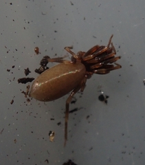 Harpactea hombergi