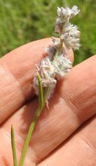 Cyphocarpa angustifolia