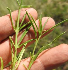 Cyphocarpa angustifolia