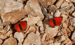 Lycaena thetis