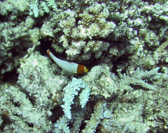 Cetoscarus bicolor