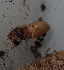 Harpactea hombergi
